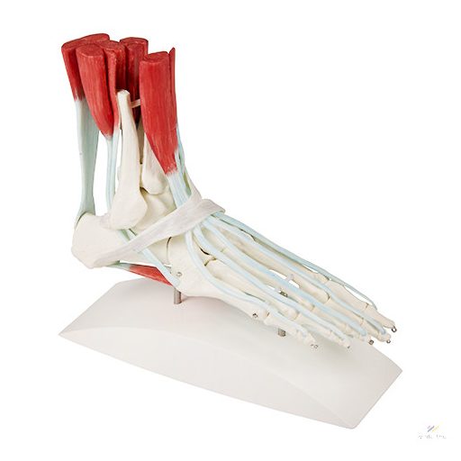 Leg skeleton with ligament