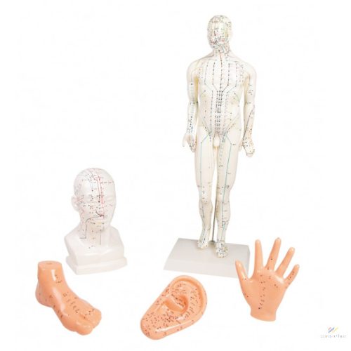 Chinese acupuncture set, 5 models 