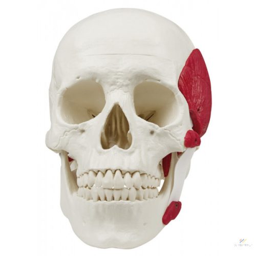 Skull with chewing muscles, 3 pieces