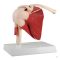 Shoulder joint, with life-size muscles