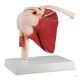 Shoulder joint, with life-size muscles