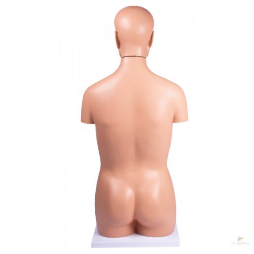 Mini torso model, 16 pieces, double sex