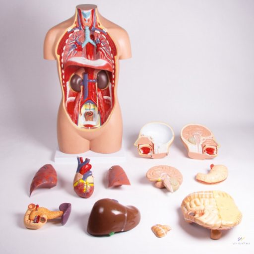Mini torso model, 16 pieces, double sex