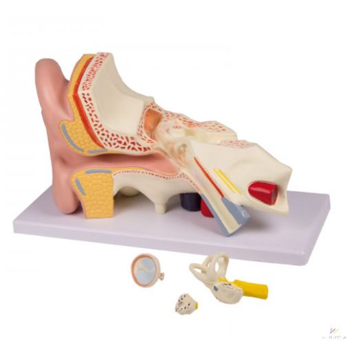 Ear model, 4 parts