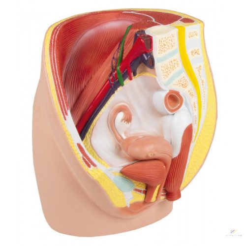 Life-size female pelvis model, 3 parts 