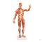 Muscle model 1/3 life-size