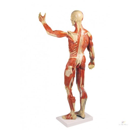 Muscle model 1/3 life-size