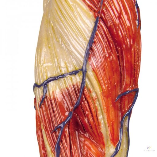 Muscle model 1/3 life-size