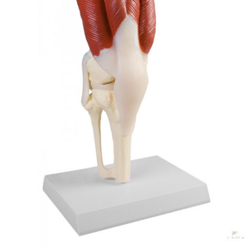 Knee joint with life-size muscles