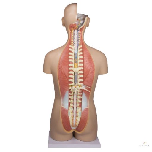 Trunk two sexes, open back, 27 parts