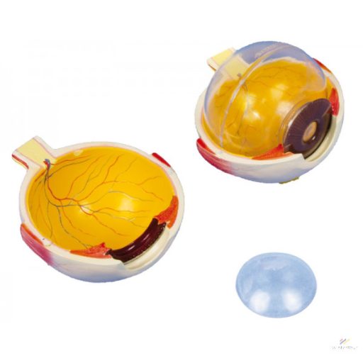 Eye model 6x, 6 parts