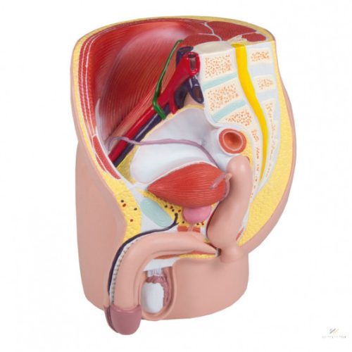 Male pelvis life-size, 4 parts