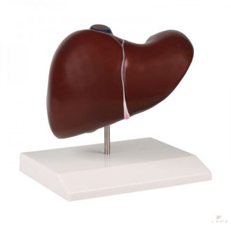 Liver model with gall bladder