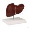 Liver model with gall bladder