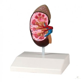 Kidney model 