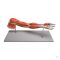 Arm with muscles 7 parts
