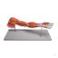 Arm with muscles 7 parts