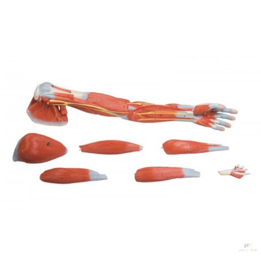 Arm with muscles 7 parts