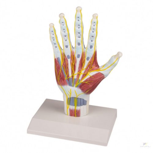 Kéz anatómiai modellje