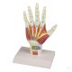 Hand anatomical model
