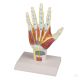 Anatomisches Handmodell