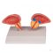 Prostate model, 2 parts