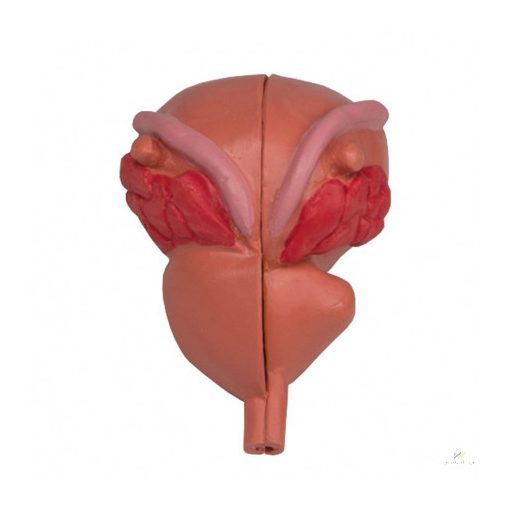 Prostate model, 2 parts