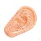 Acupuncture ear, 22 cm