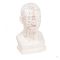 Chinese acupuncture head