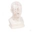 Chinese acupuncture head