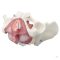 Female pelvis, pelvic floor muscles