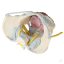 Female pelvis with ligaments, nerves and pelvic floor