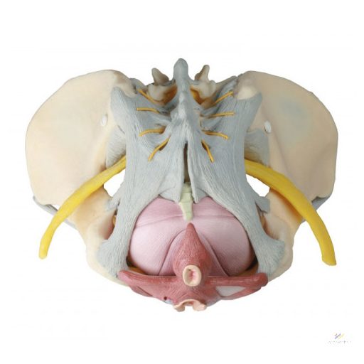 Female pelvis with ligaments, nerves and pelvic floor