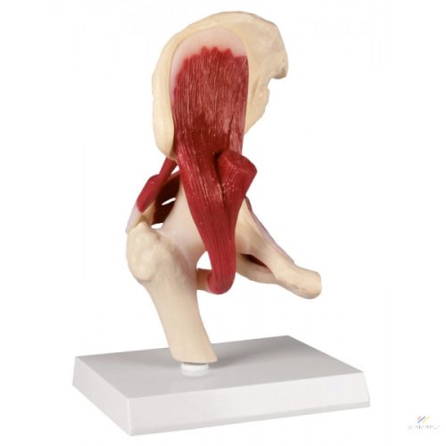 Hip joint with muscles, life size