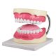 Oral cavity model, 3x life size