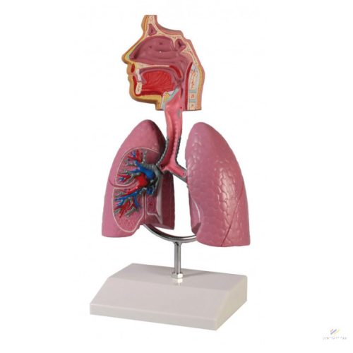 Human respiratory system model