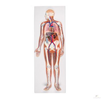 Circulatory system relief model, 1/2 life size