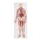 Circulatory system relief model, 1/2 life size