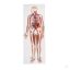 Circulatory system relief model, 1/2 life size