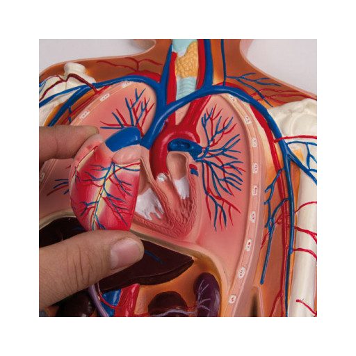 Circulatory system relief model, 1/2 life size