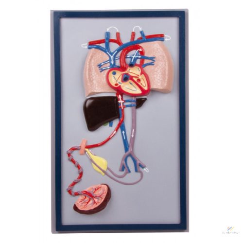 Fetal circulation model