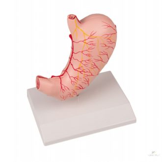 Life-size stomach model, 2 parts
