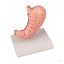 Life-size stomach model, 2 parts