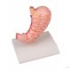 Life-size stomach model, 2 parts