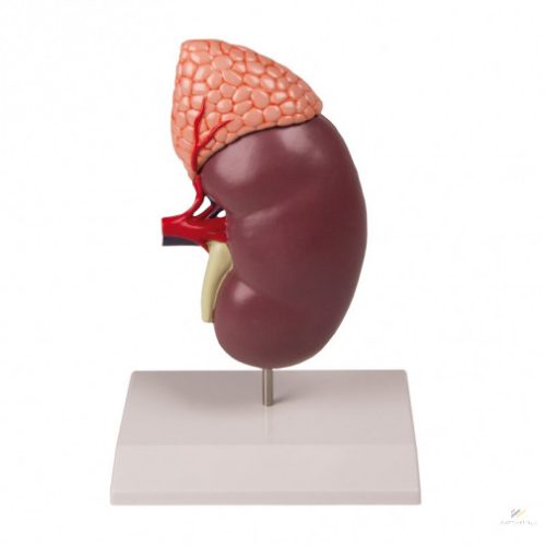 Kidney with adrenal gland, 2 parts