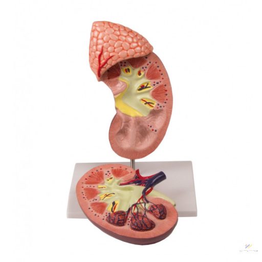 Kidney with adrenal gland, 2 parts