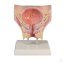 Female bladder model