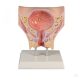 Female bladder model