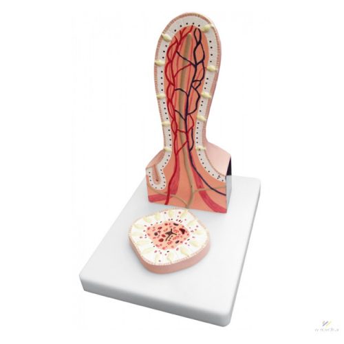 Villus model, 2 parts