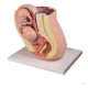 Pregnancy pelvis with foetus, model 32 weeks gestation, 2 parts